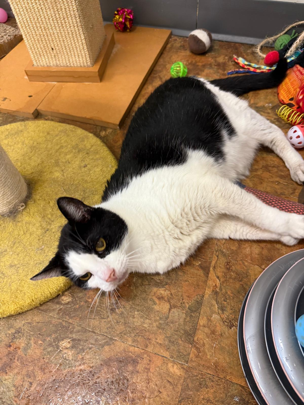 Muchacho, a Adoptable Domestic Short Hair in Miami Beach, FL image 3/5