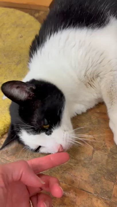 Enlarge Muchacho, a Adoptable Domestic Short Hair in Miami Beach, FL video 5/5
