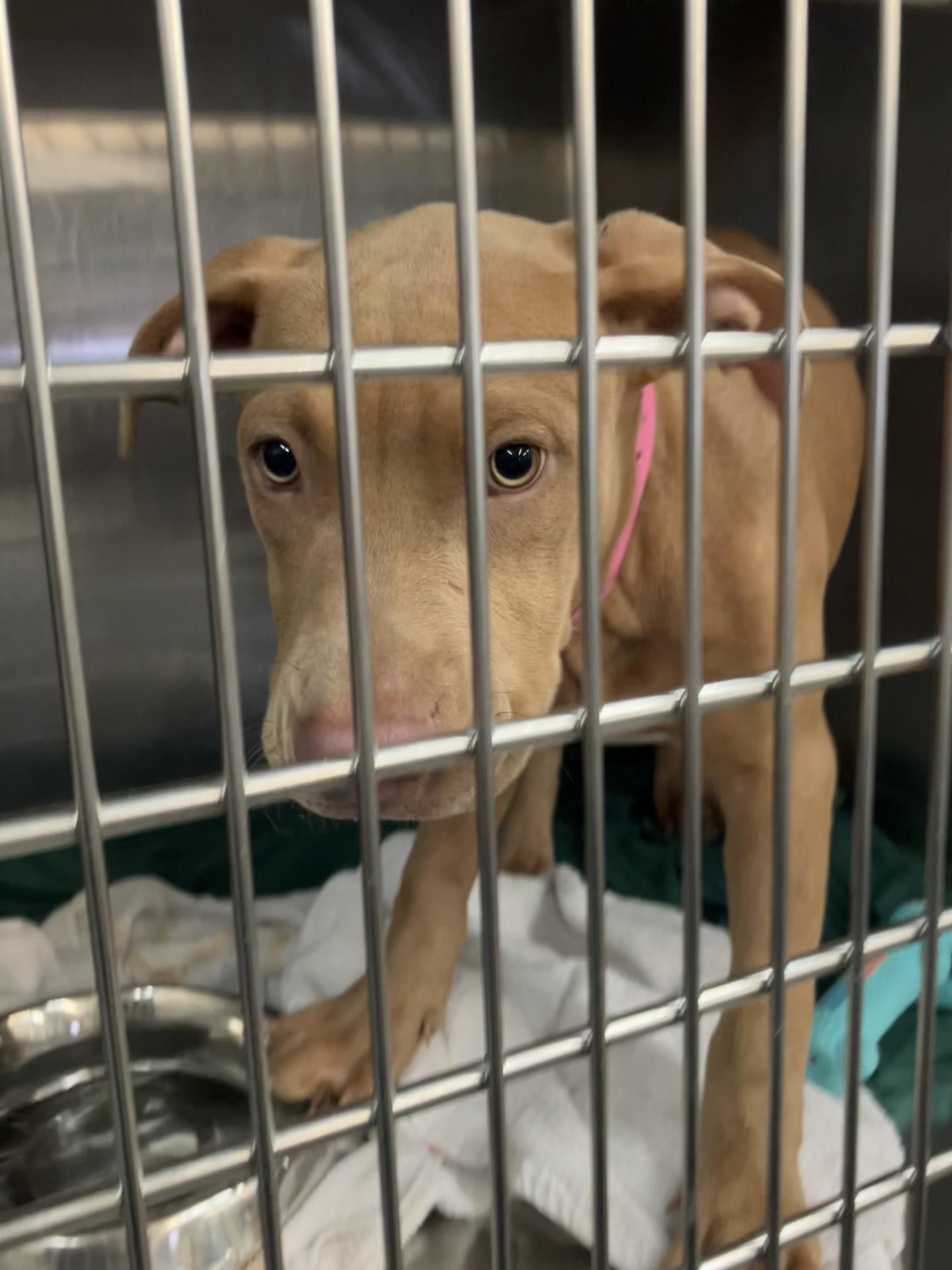 Enlarge Alice, a Adopted mixed breed in Parma, OH image 2/2