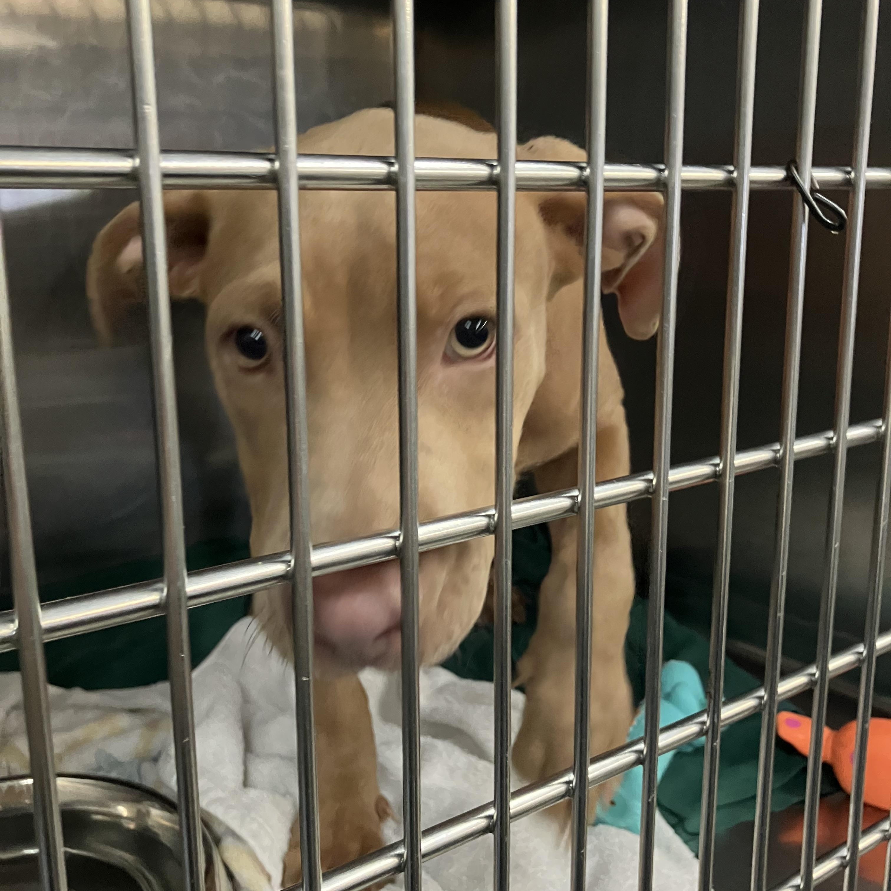 Alice, Adopted, Puppy Female Mixed Breed.