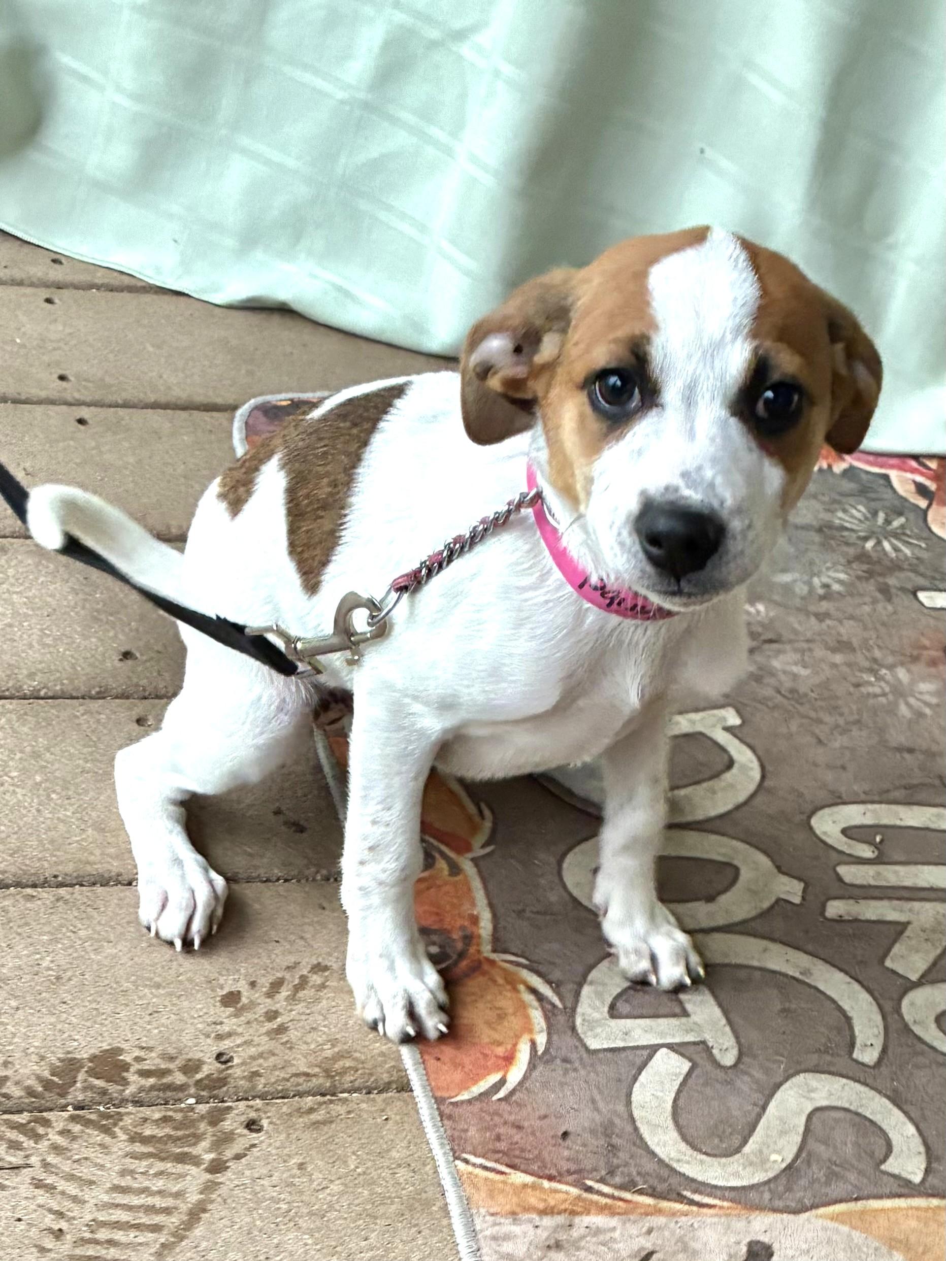 Starlet, an adopted mixed breed in West Chicago, IL image 2/3