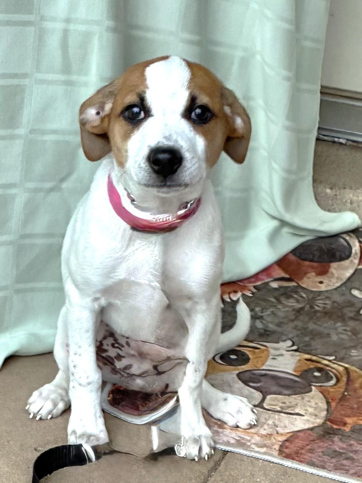 Starlet, adopted, Puppy Female Labrador Retriever & Terrier.