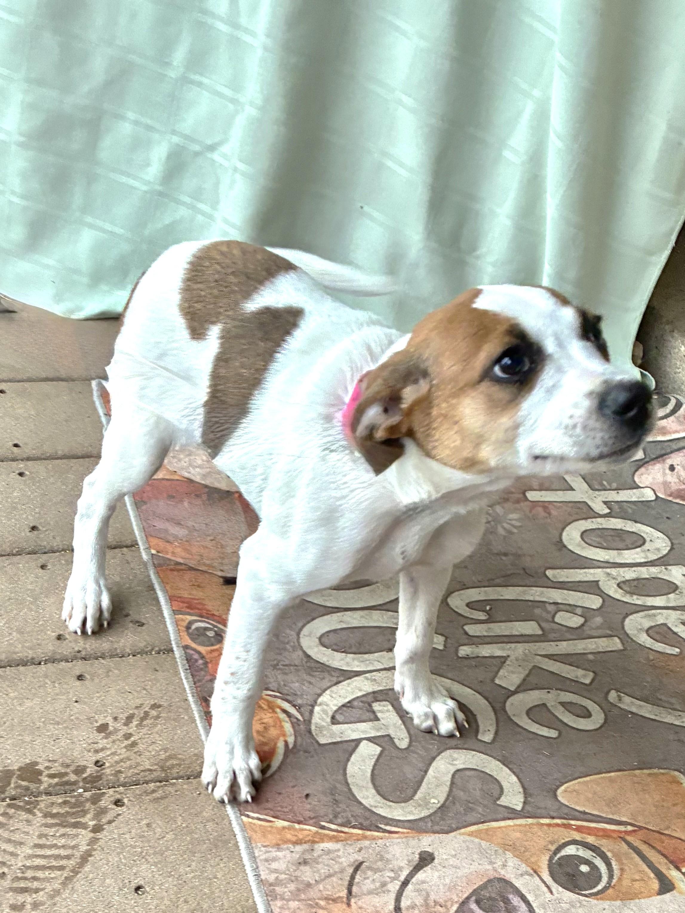 Starlet, an adopted mixed breed in West Chicago, IL image 3/3