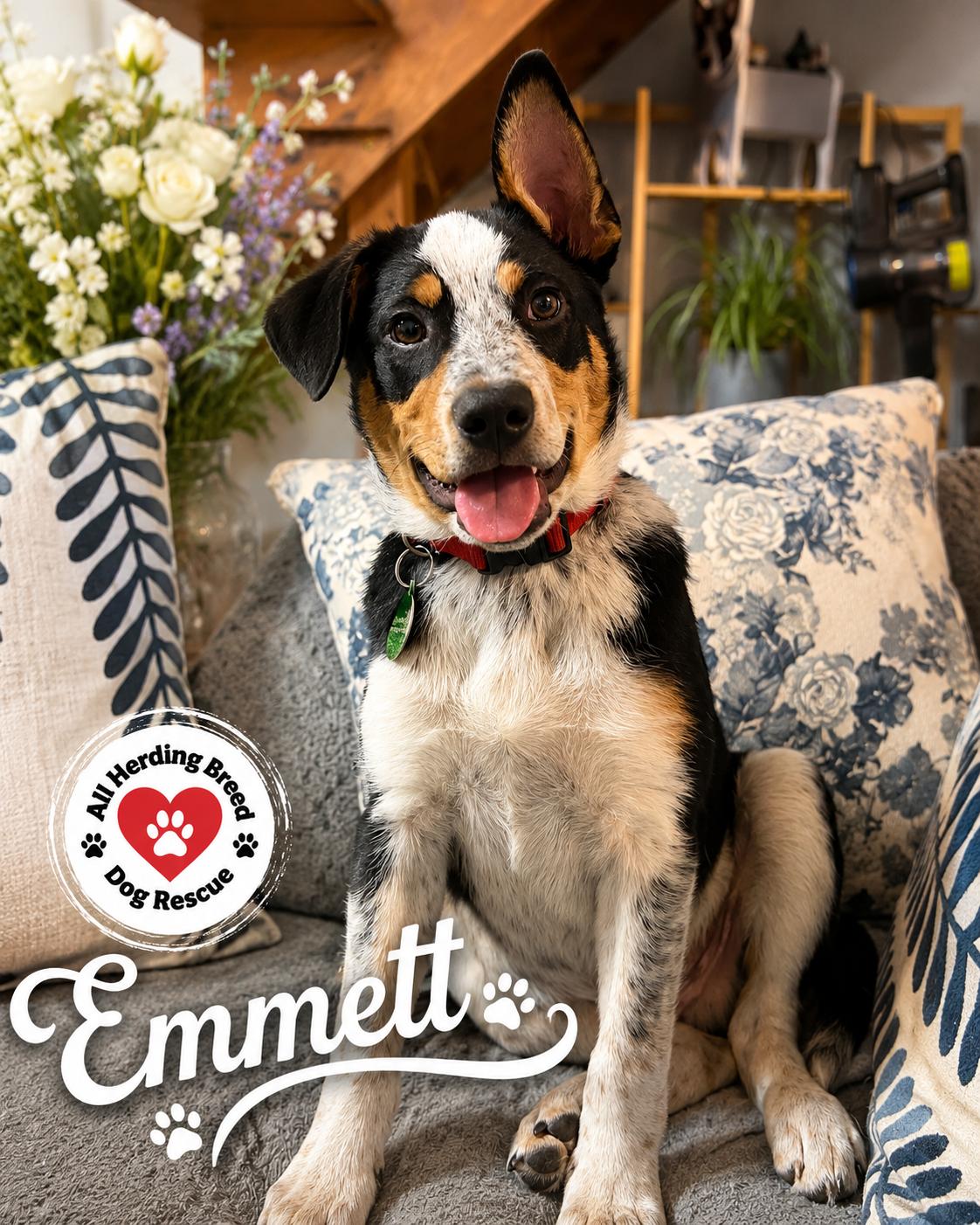 Emmett, ADOPTABLE, Puppy Male Cattle Dog & Border Collie.