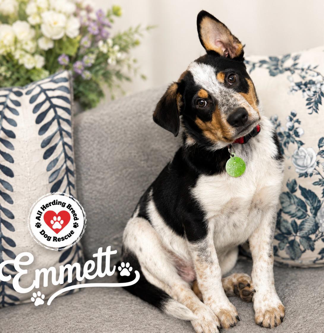 Enlarge Emmett, a ADOPTABLE mixed breed in Joliet, IL image 4/5