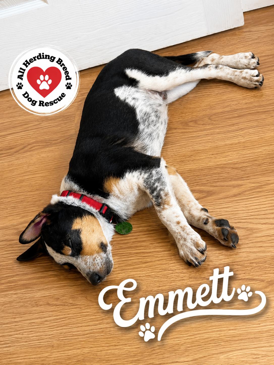 Enlarge Emmett, a ADOPTABLE mixed breed in Joliet, IL image 4/5