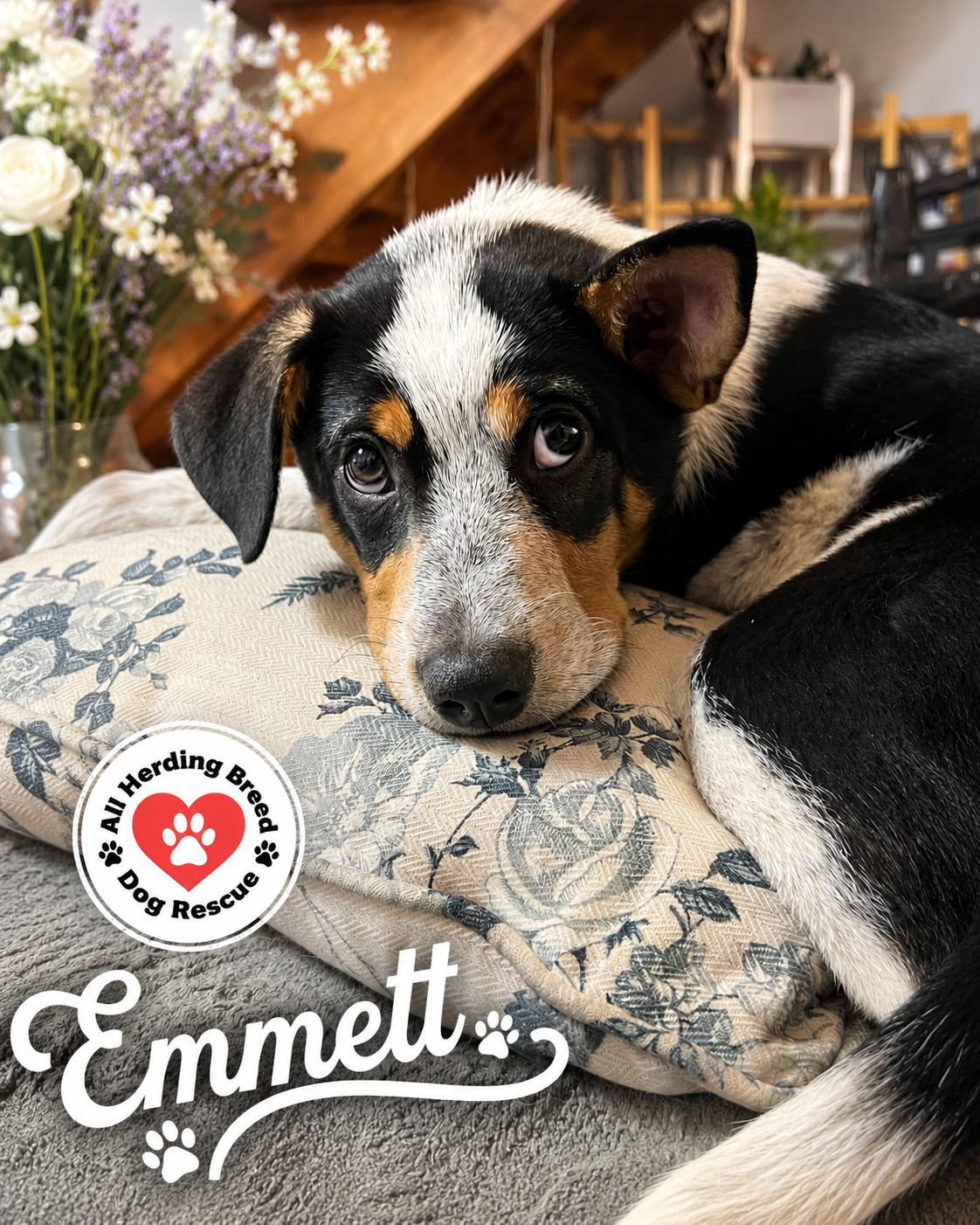 Enlarge Emmett, a ADOPTABLE mixed breed in Joliet, IL image 2/5