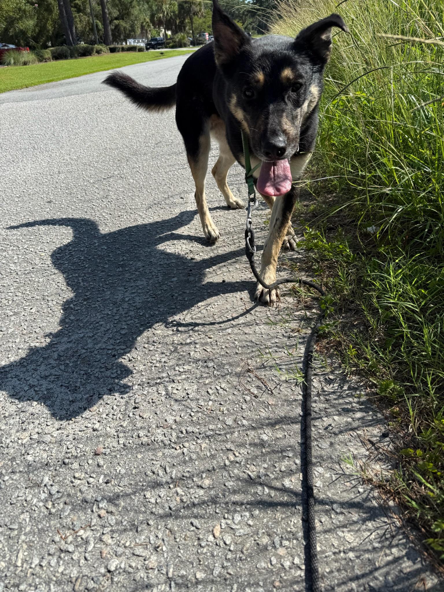 Dee Dee, Adoptable, Adult Female German Shepherd Dog.