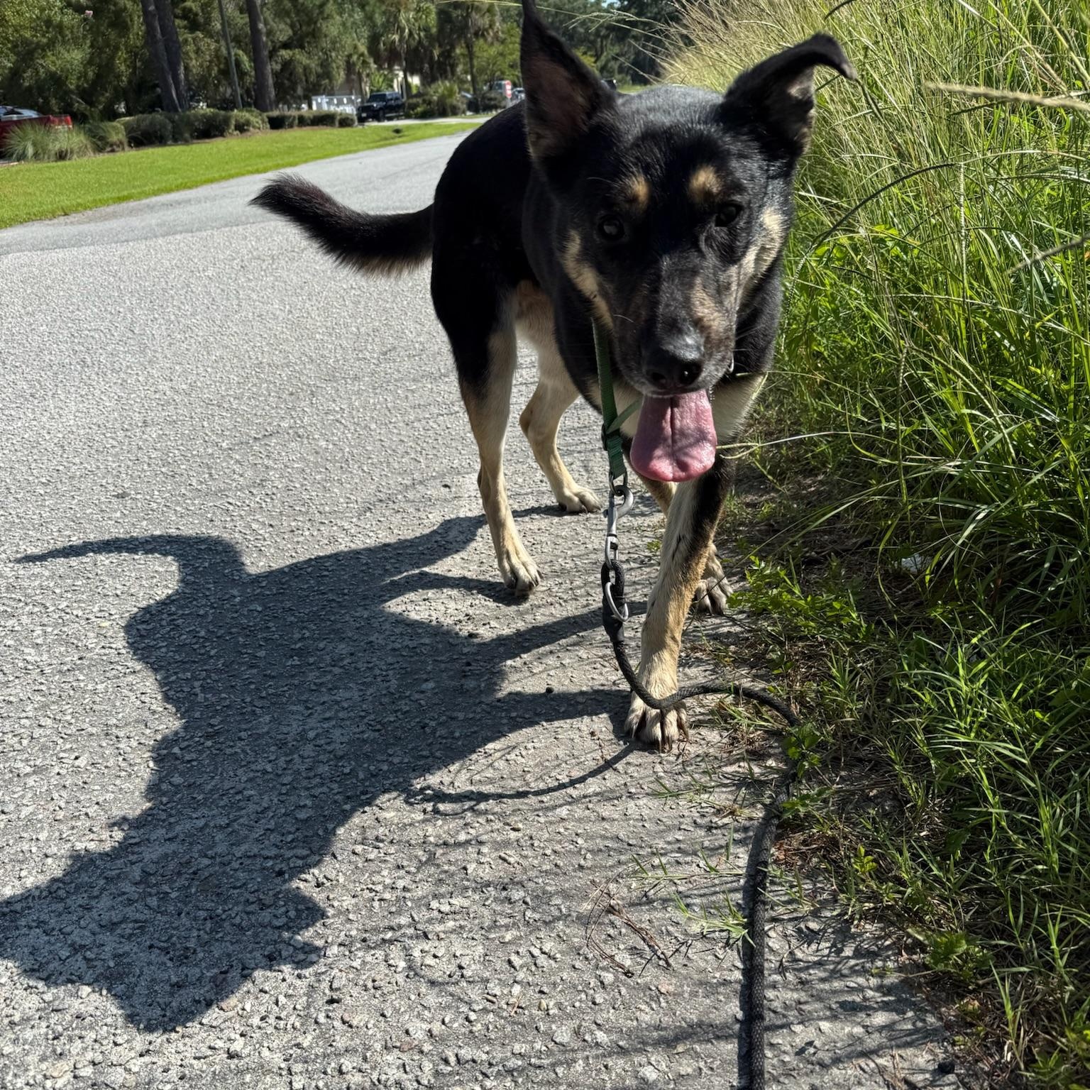 Enlarge DEE DEE, a Adoptable German Shepherd Dog in Ridgeland, SC image 2/4