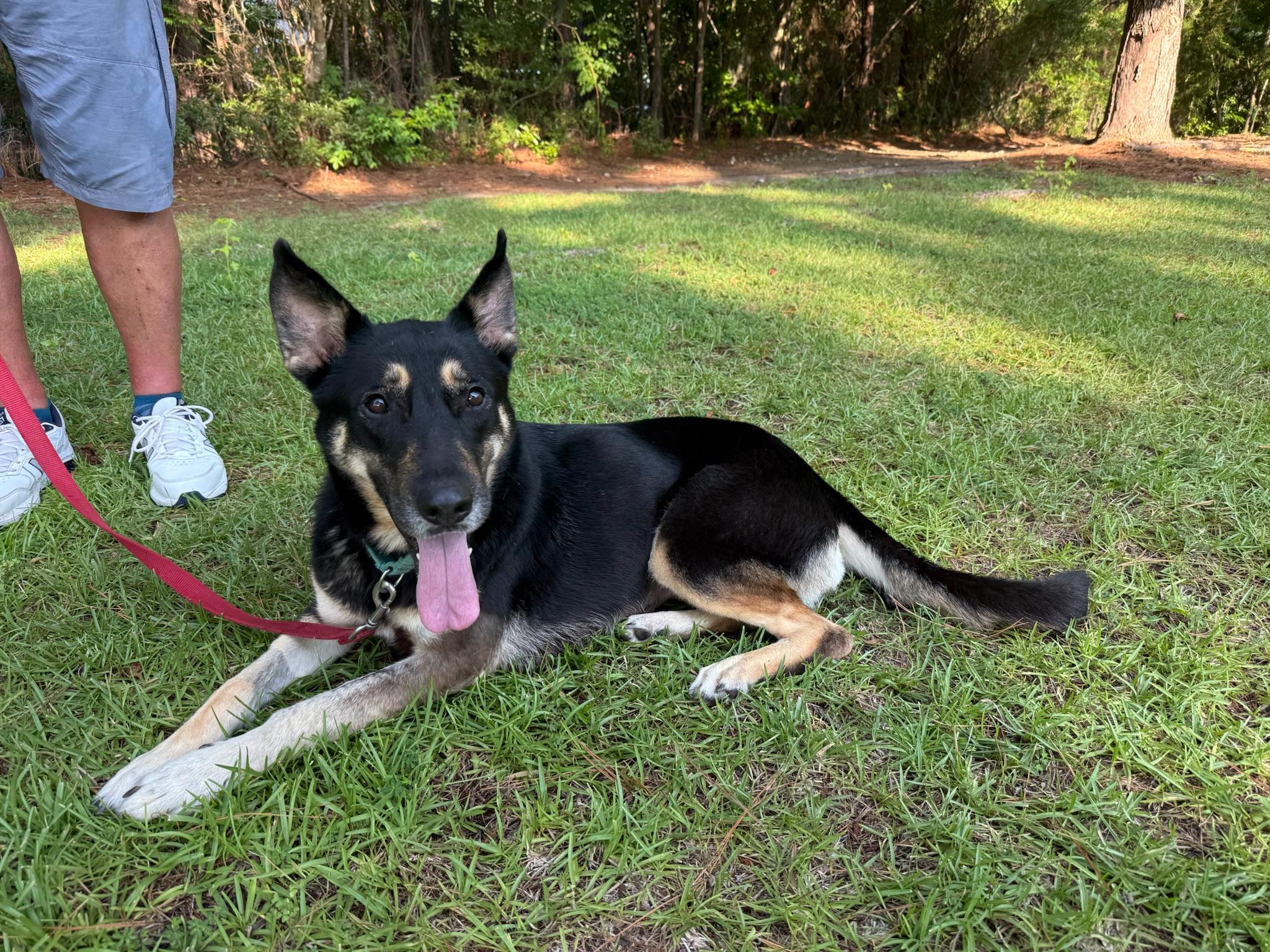 Dee Dee, a Adoptable German Shepherd Dog in Ridgeland, SC image 2/3