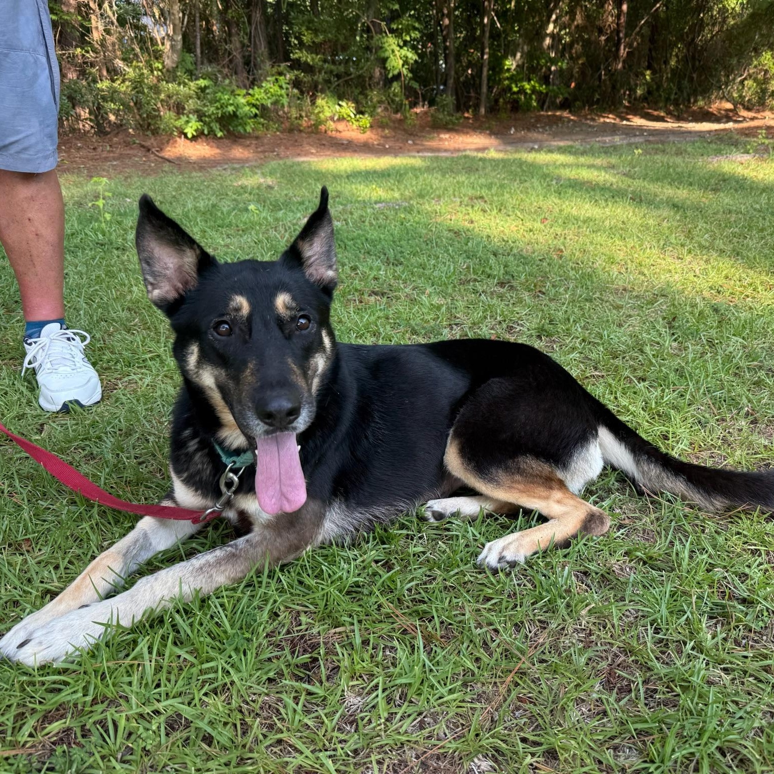 Enlarge DEE DEE, a Adoptable German Shepherd Dog in Ridgeland, SC image 3/4