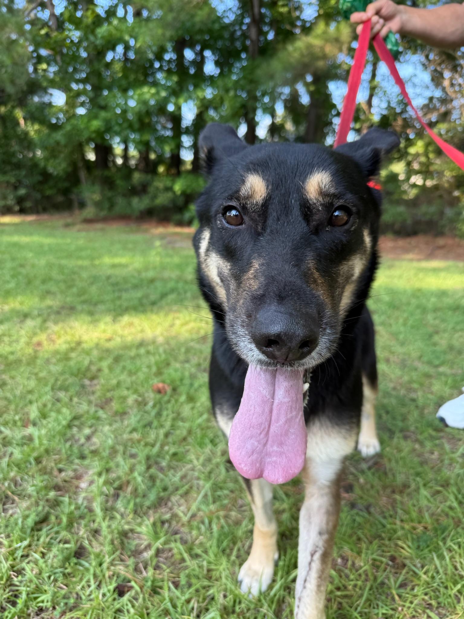 Dee Dee, a Adoptable German Shepherd Dog in Ridgeland, SC image 3/3