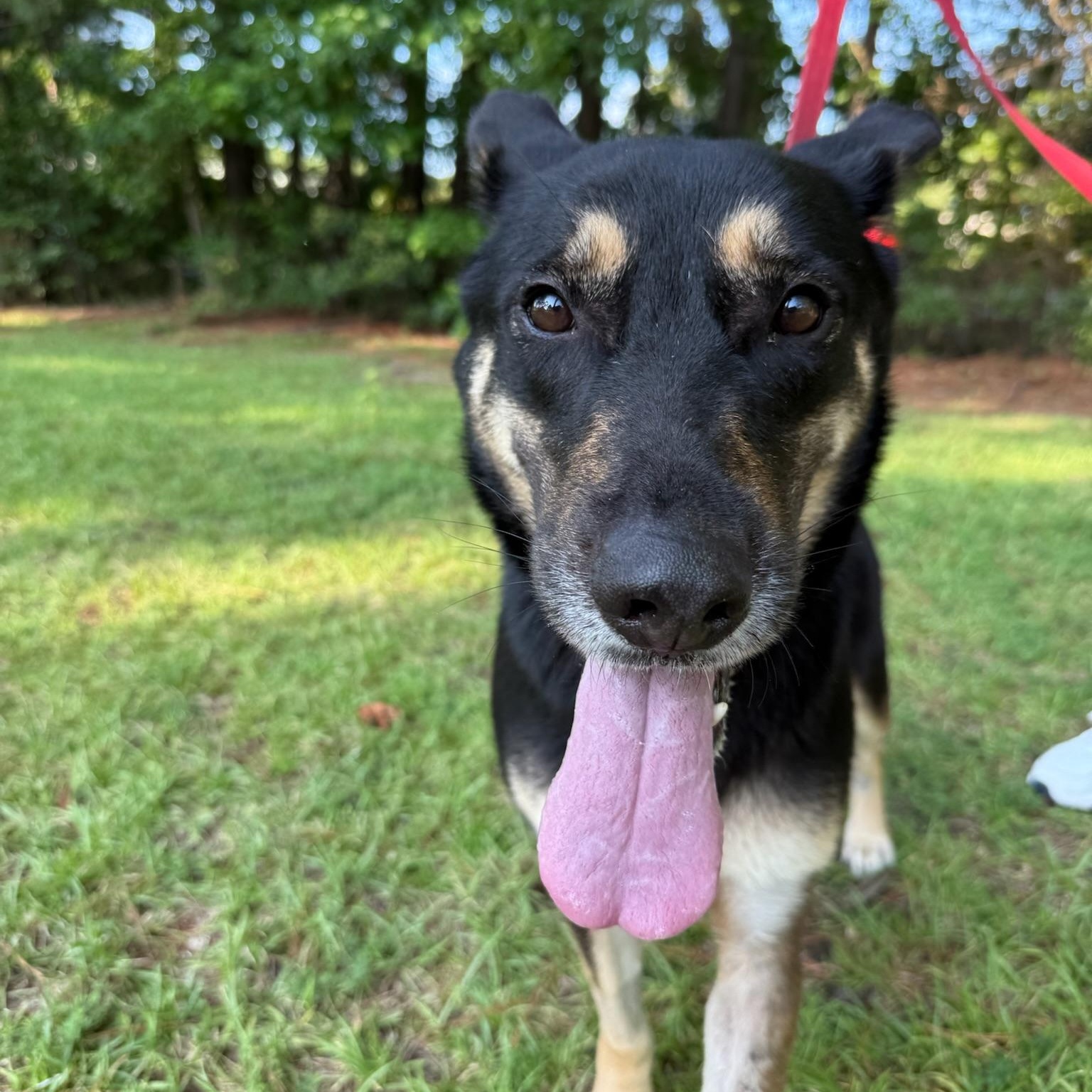 Enlarge DEE DEE, a Adoptable German Shepherd Dog in Ridgeland, SC image 4/4
