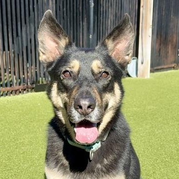 DEE DEE, Adoptable, Adult Female German Shepherd Dog.