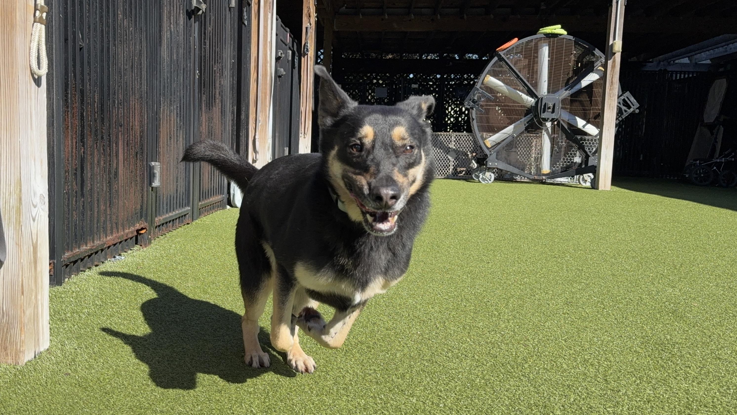 Enlarge DEE DEE, an adoptable German Shepherd Dog in Ridgeland, SC image 3/6