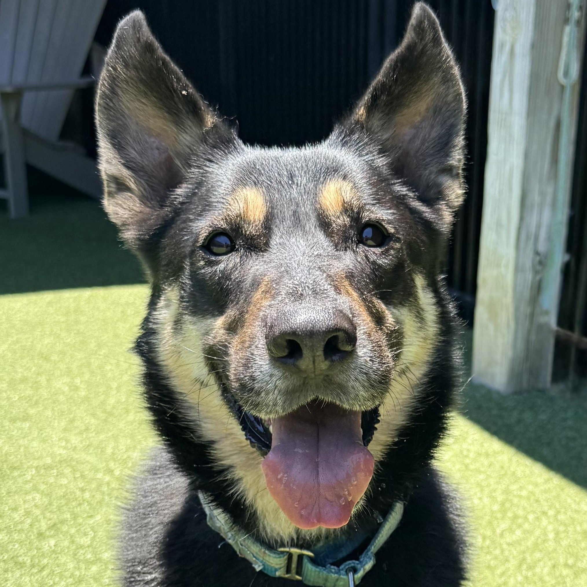 DEE DEE, adoptable, Adult Female German Shepherd Dog.