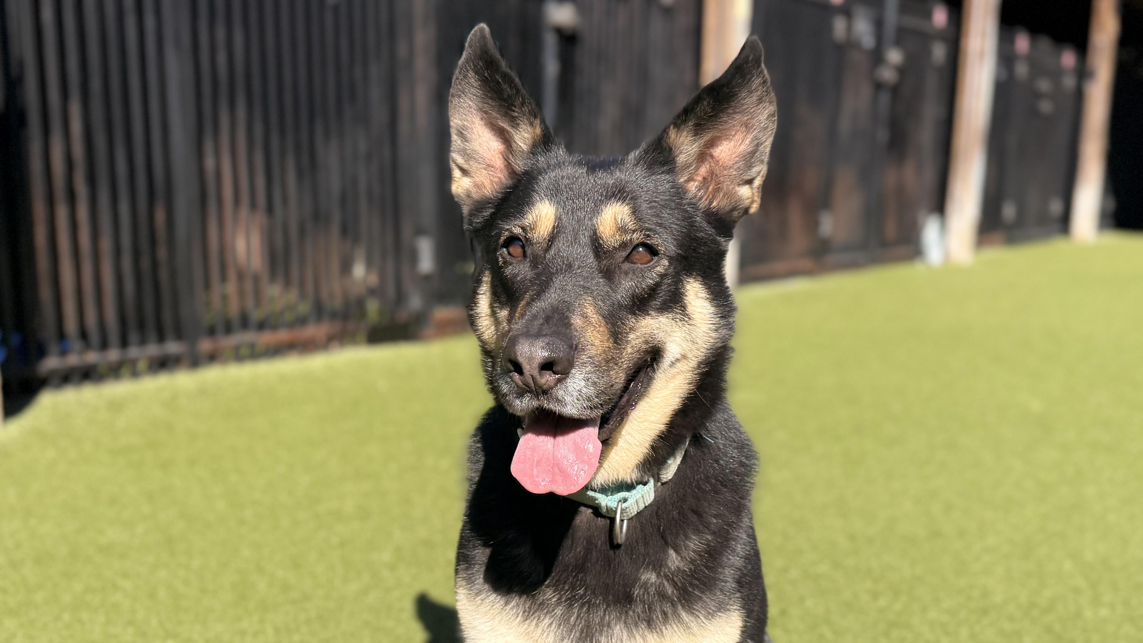 Enlarge DEE DEE, an adoptable German Shepherd Dog in Ridgeland, SC image 5/6