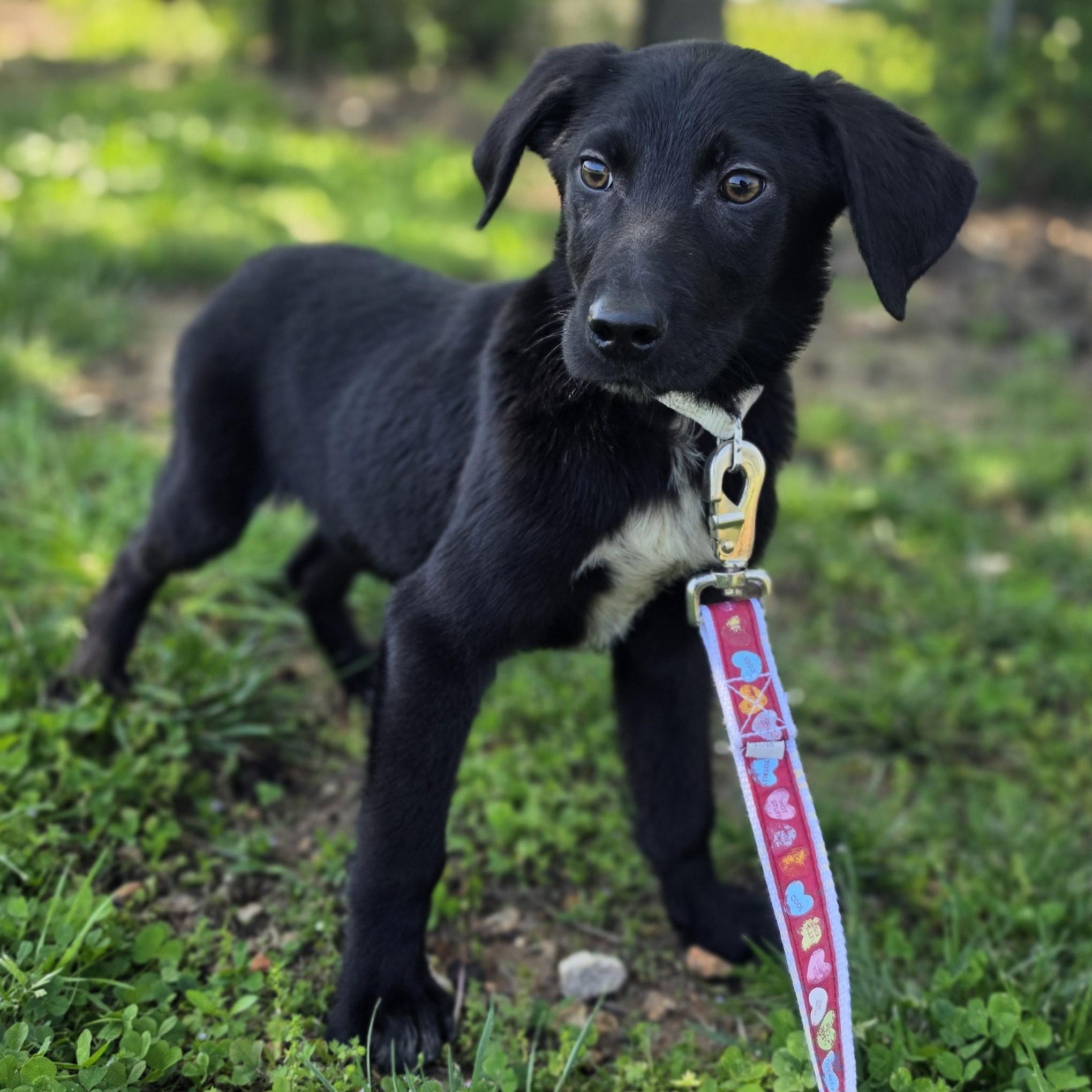 Enlarge Tussle, a Adoptable mixed breed in Lowell, AR image 5/5
