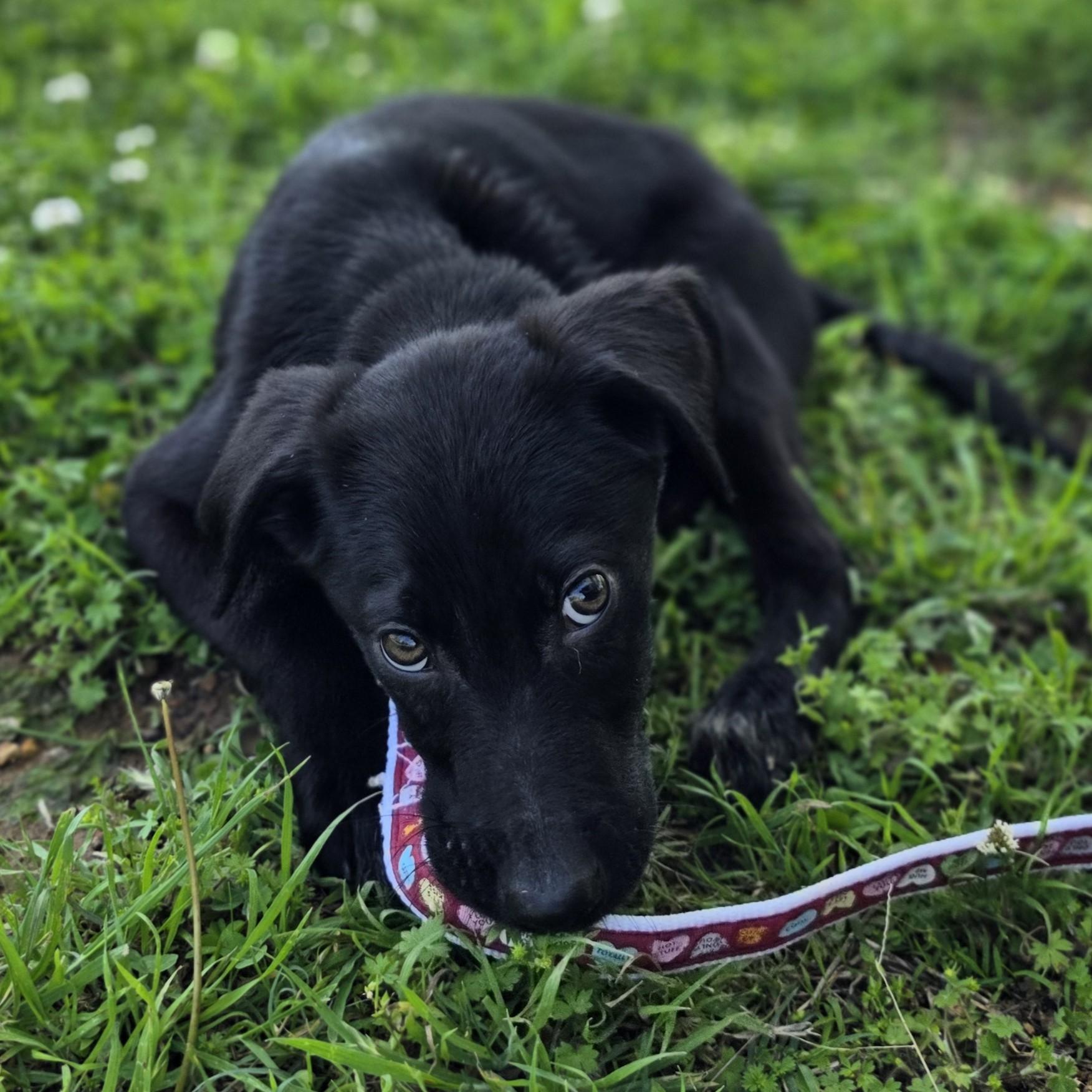 Enlarge Tussle, a Adoptable mixed breed in Lowell, AR image 4/5