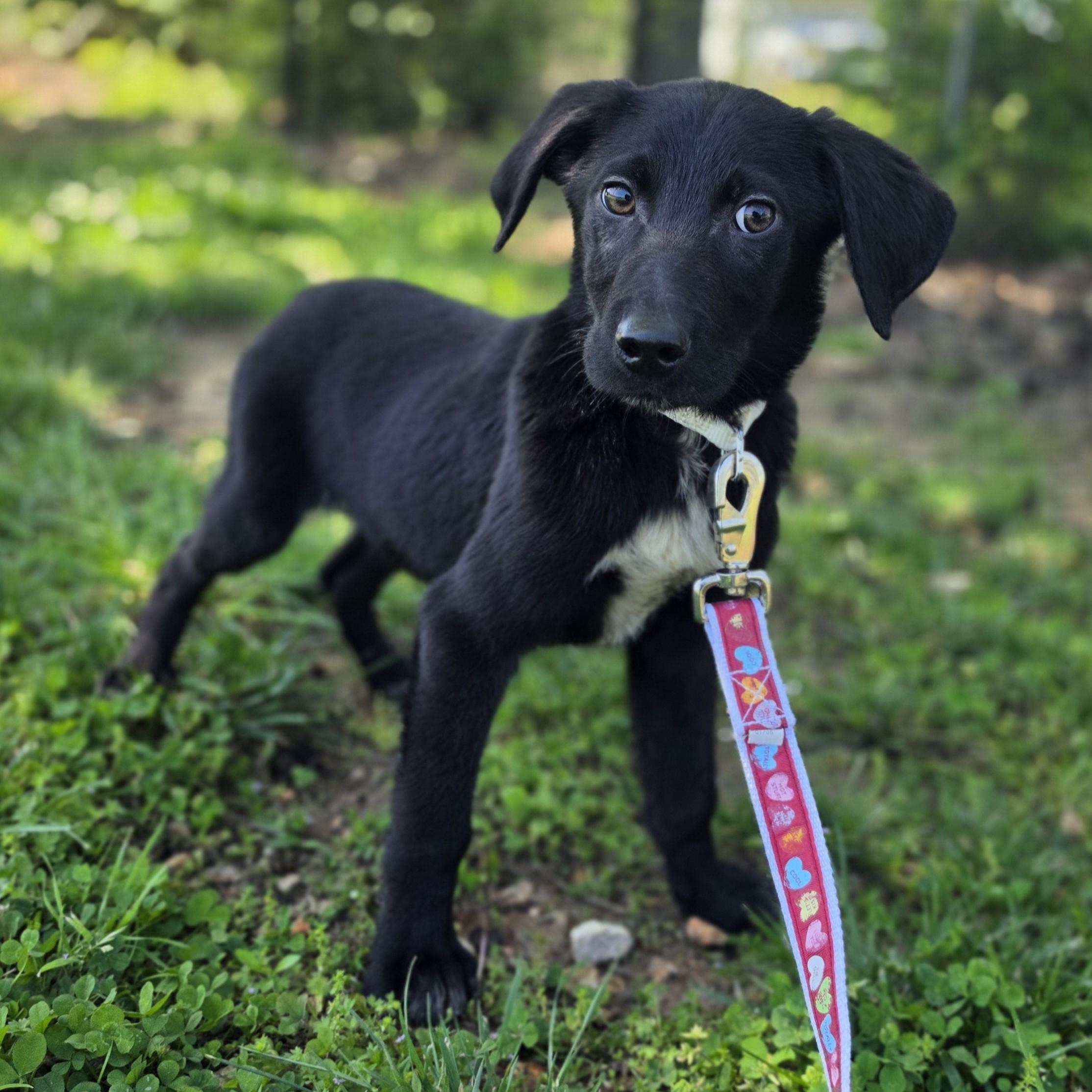 Enlarge Tussle, a Adoptable mixed breed in Lowell, AR image 3/5