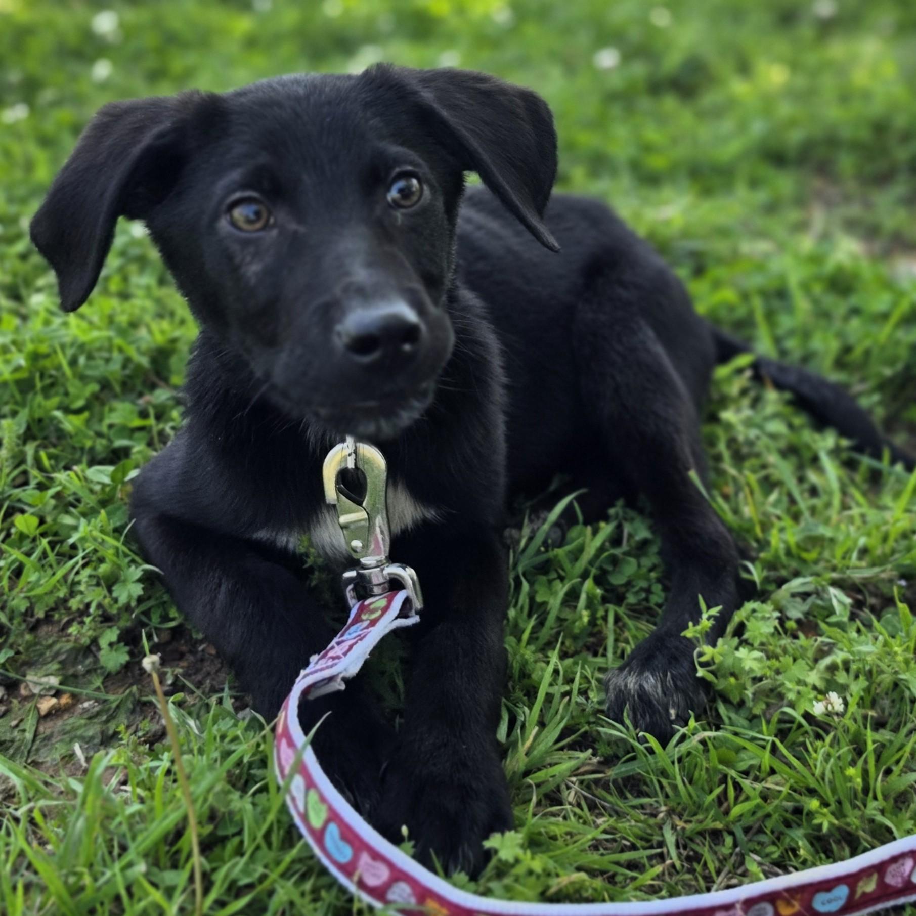 Enlarge Tussle, a Adoptable mixed breed in Lowell, AR image 2/5