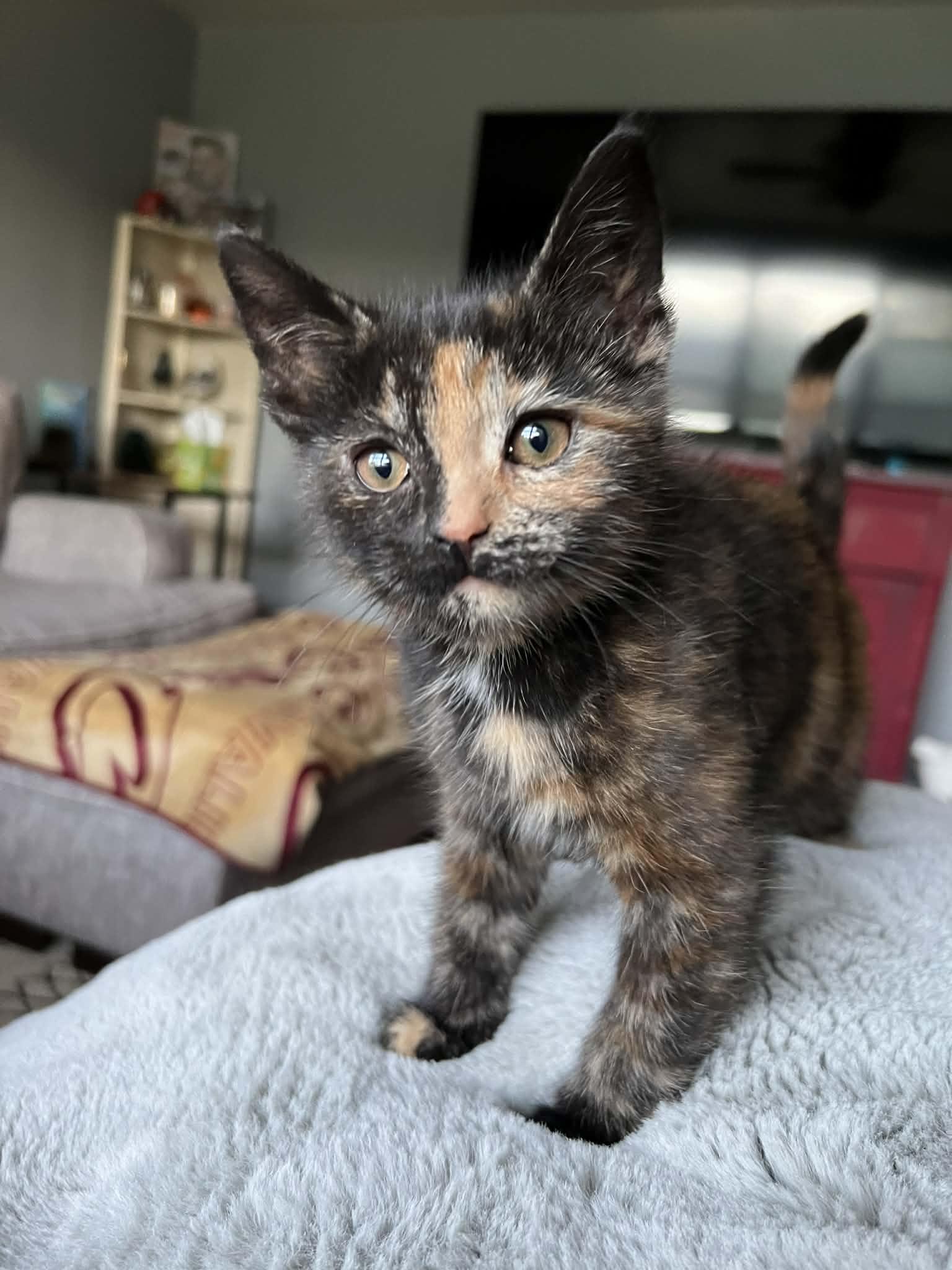 Enlarge Daisy, an adopted Domestic Short Hair in Elyria, OH image 1/5