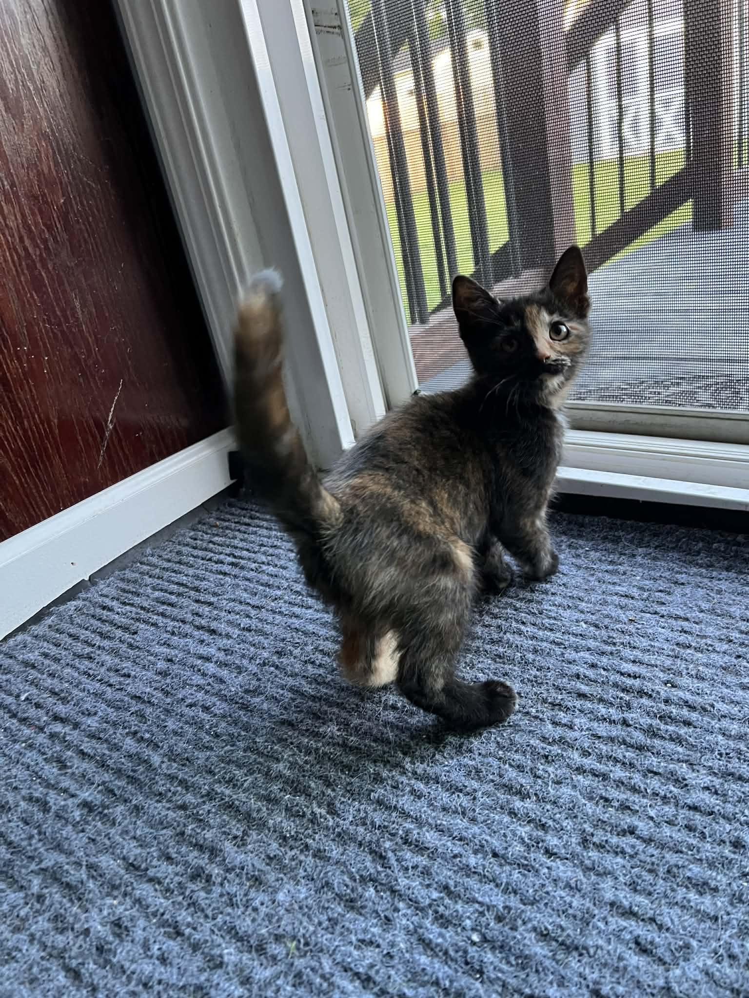 Enlarge Daisy, an adopted Domestic Short Hair in Elyria, OH image 2/5