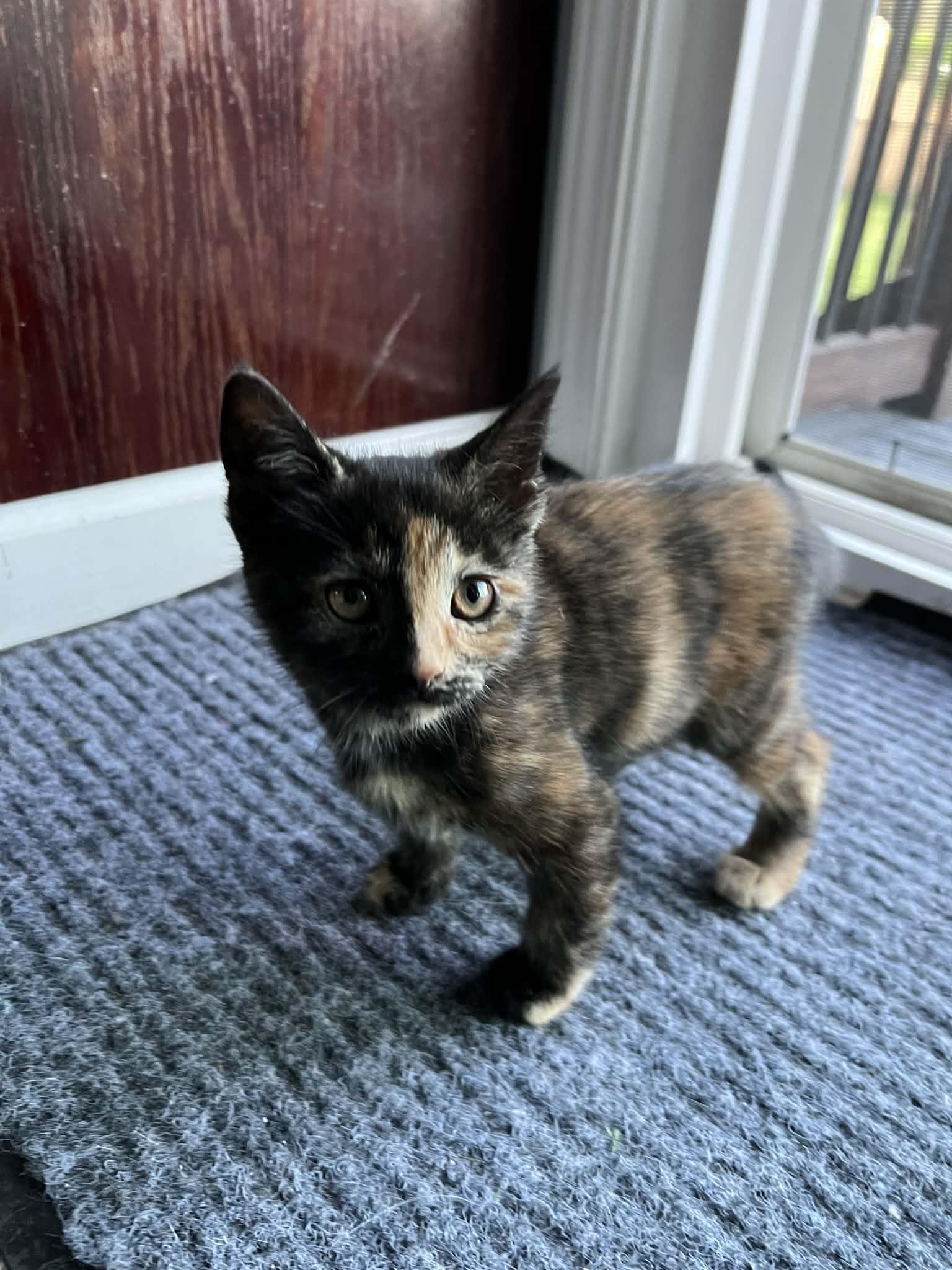 Enlarge Daisy, an adopted Domestic Short Hair in Elyria, OH image 3/5