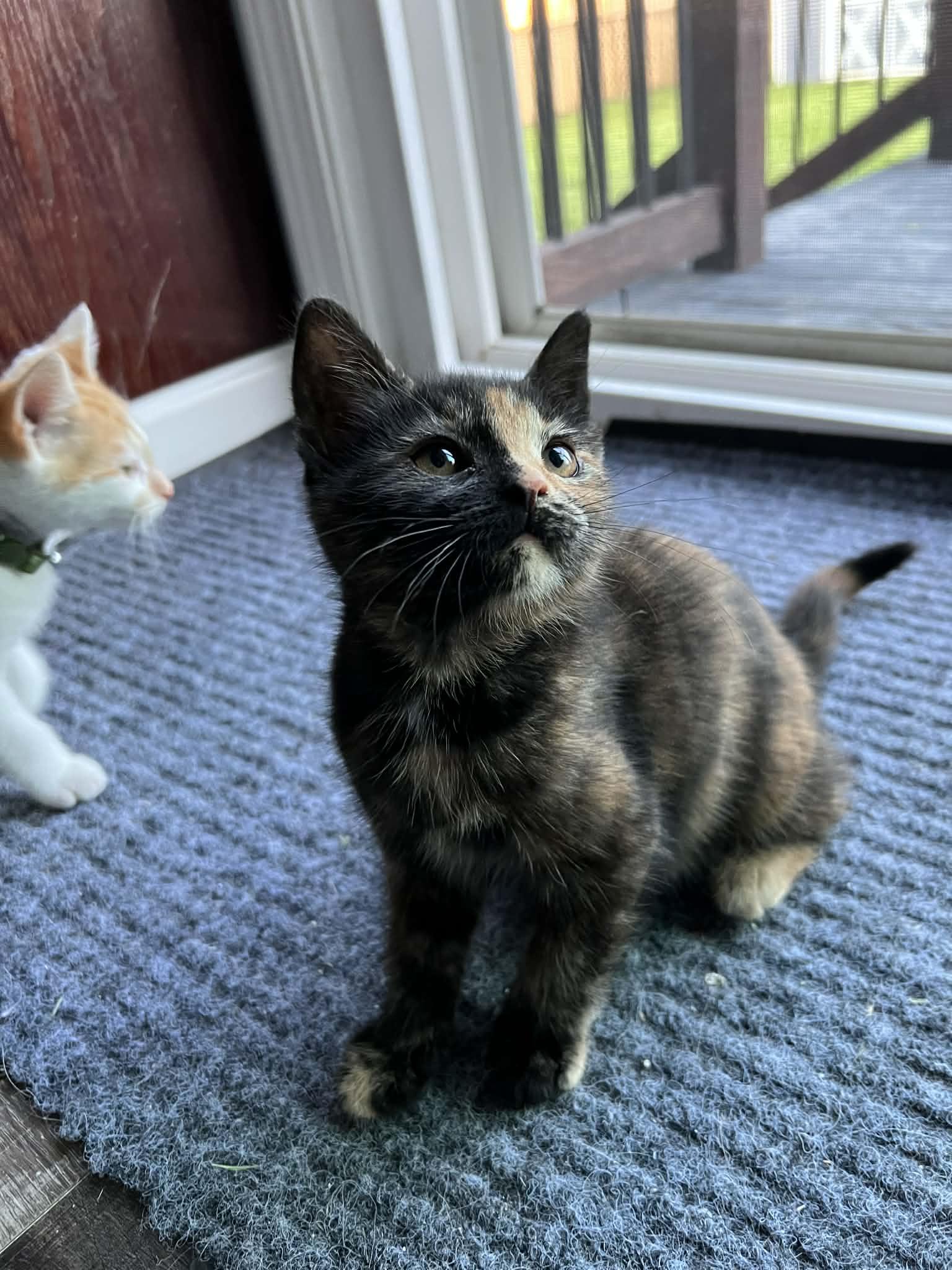 Enlarge Daisy, an adopted Domestic Short Hair in Elyria, OH image 5/5