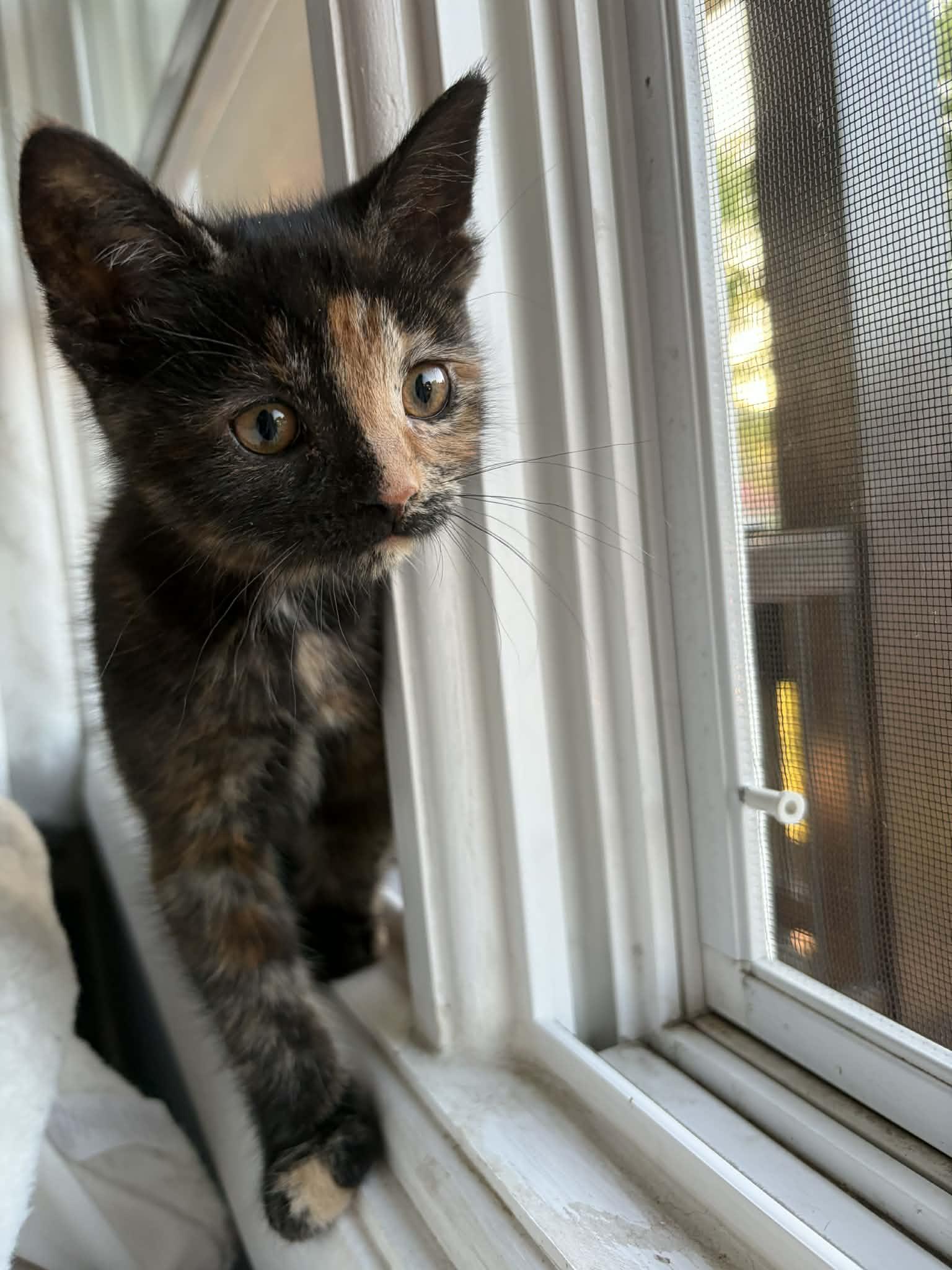 Enlarge Daisy, an adopted Domestic Short Hair in Elyria, OH image 4/5