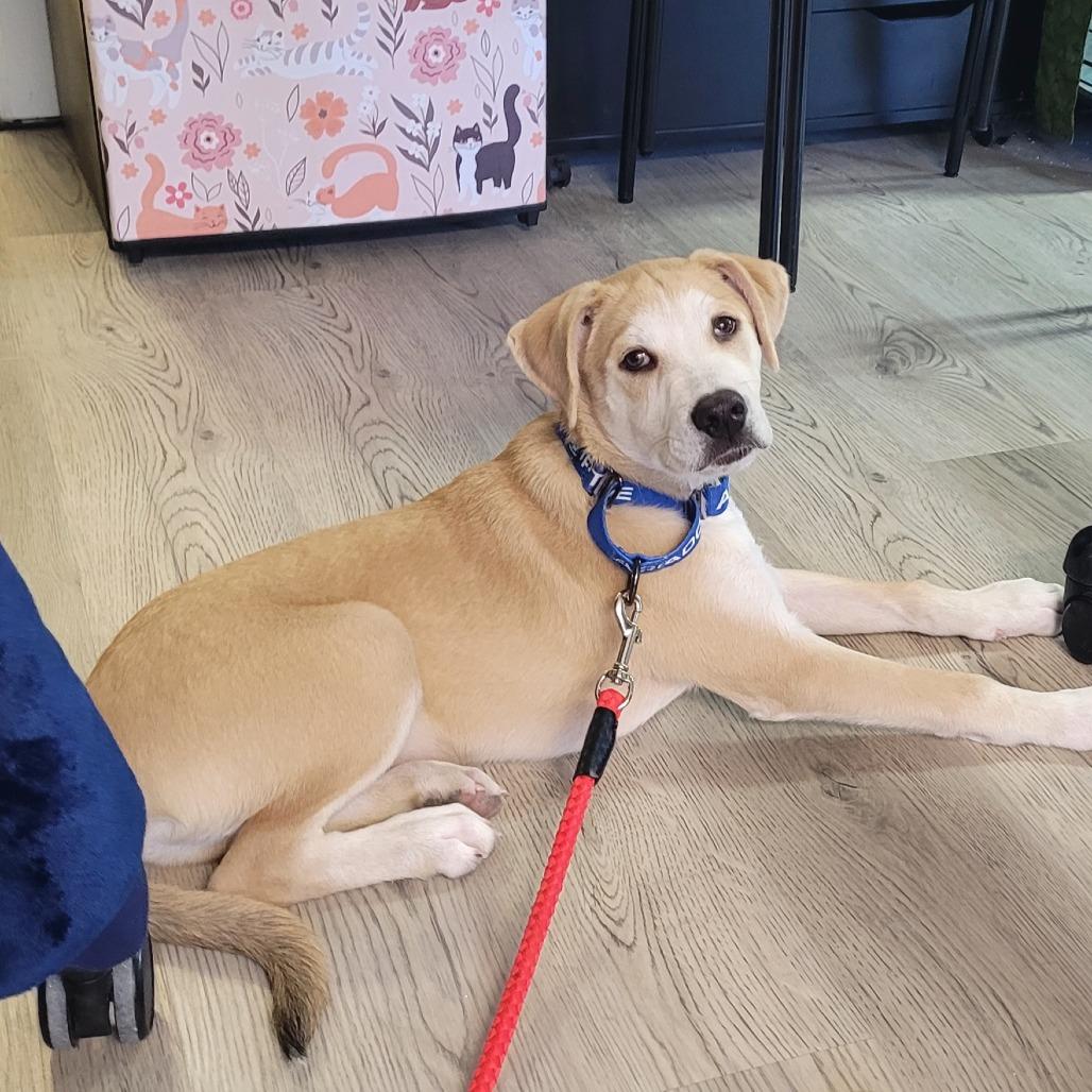 Enlarge Pluey, a Adoptable mixed breed in Allyn, WA image 1/2