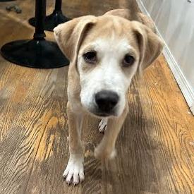 Enlarge Pluey, a Adoptable mixed breed in Allyn, WA image 2/2