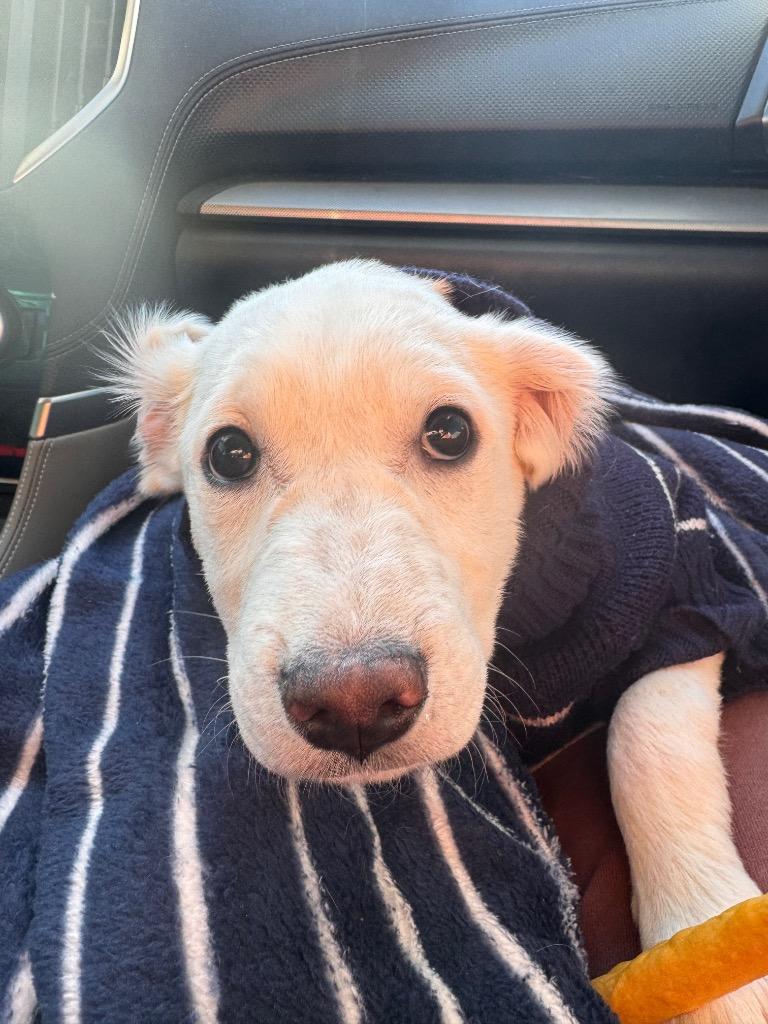 Caño Cristales, Adoptable, Puppy Male Cattle Dog.