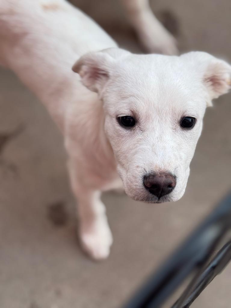 Enlarge Caño Cristales, a Adoptable Cattle Dog in Fort Lupton, CO image 2/6