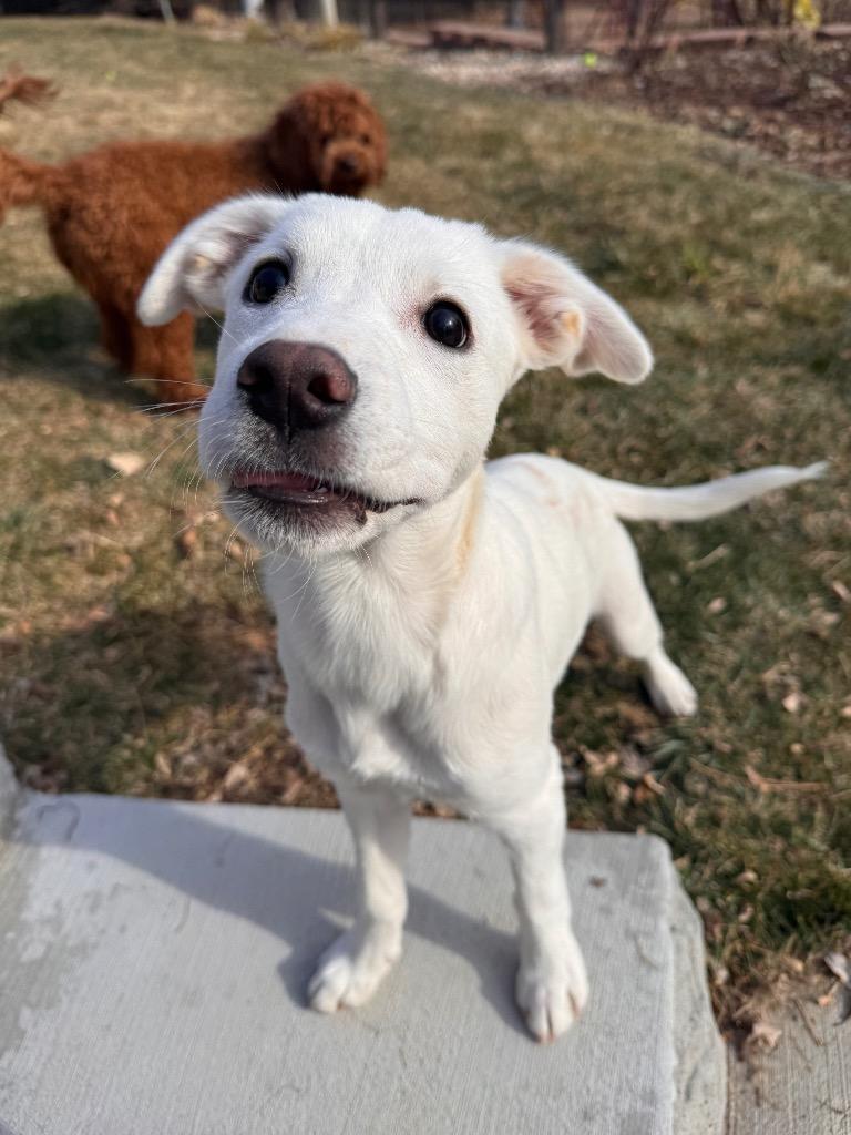 Enlarge Caño Cristales, a Adoptable Cattle Dog in Fort Lupton, CO image 3/6