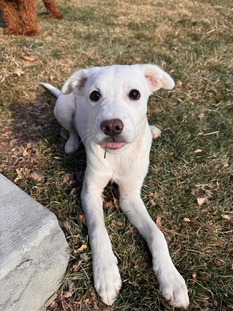 Enlarge Caño Cristales, a Adoptable Cattle Dog in Fort Lupton, CO image 4/6