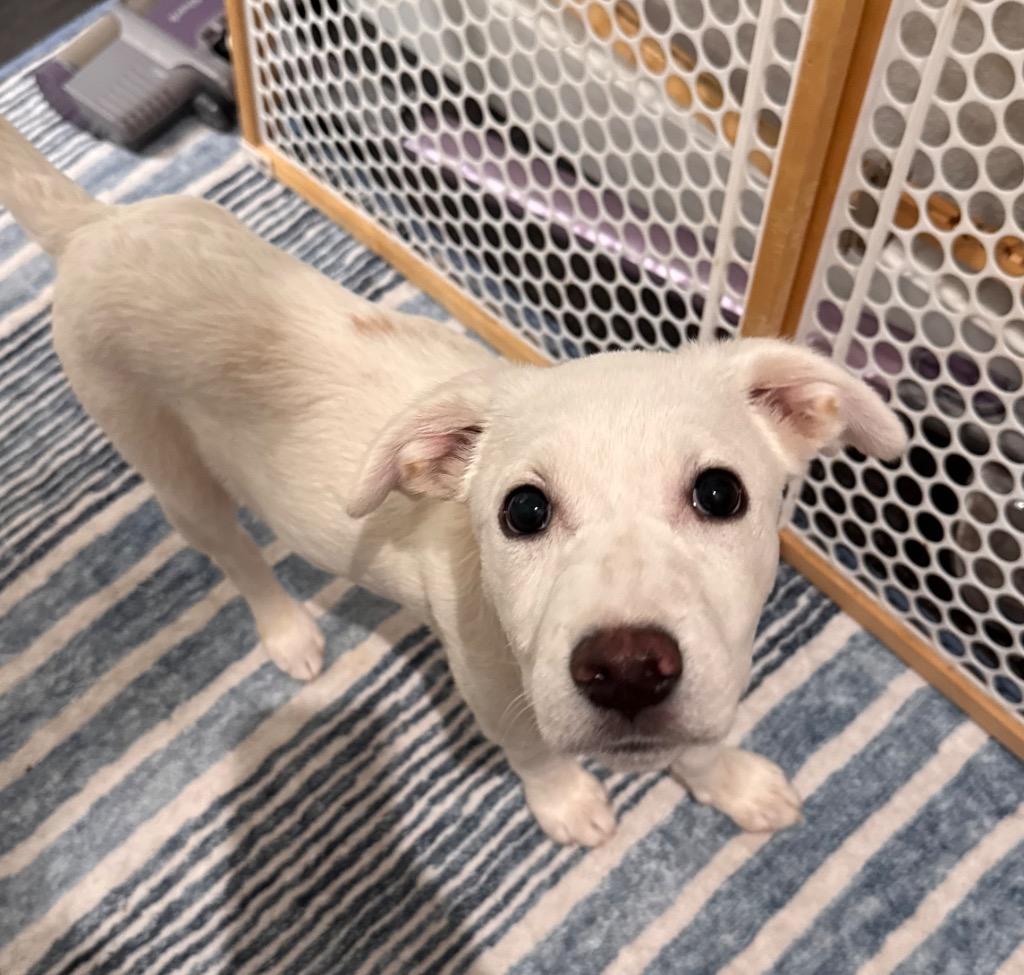 Enlarge Caño Cristales, a Adoptable Cattle Dog in Fort Lupton, CO image 5/6