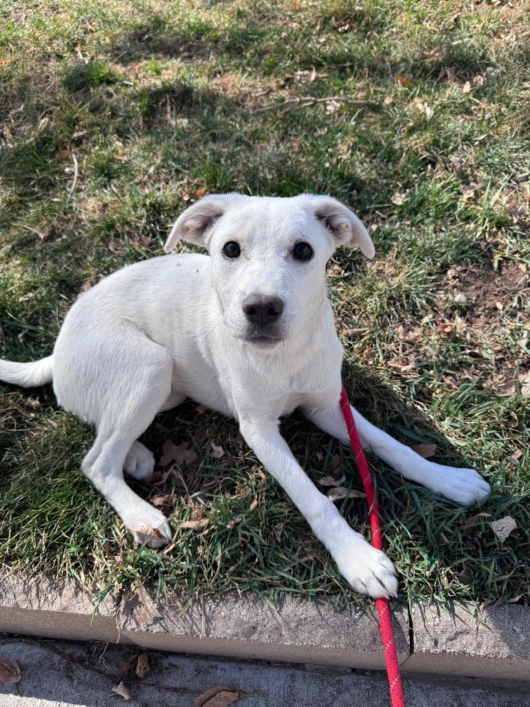 Enlarge Caño Cristales, a Adoptable Cattle Dog in Fort Lupton, CO image 6/6