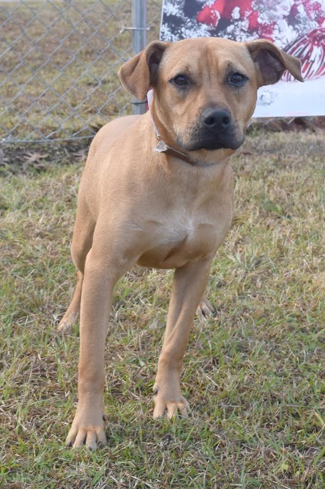 Enlarge Pepperoni, a Adoptable mixed breed in Kingsland, GA image 1/5