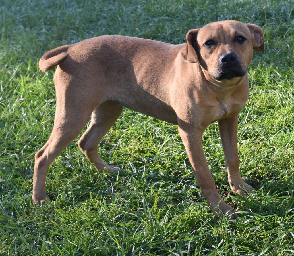 Enlarge Pepperoni, a Adoptable mixed breed in Kingsland, GA image 2/5