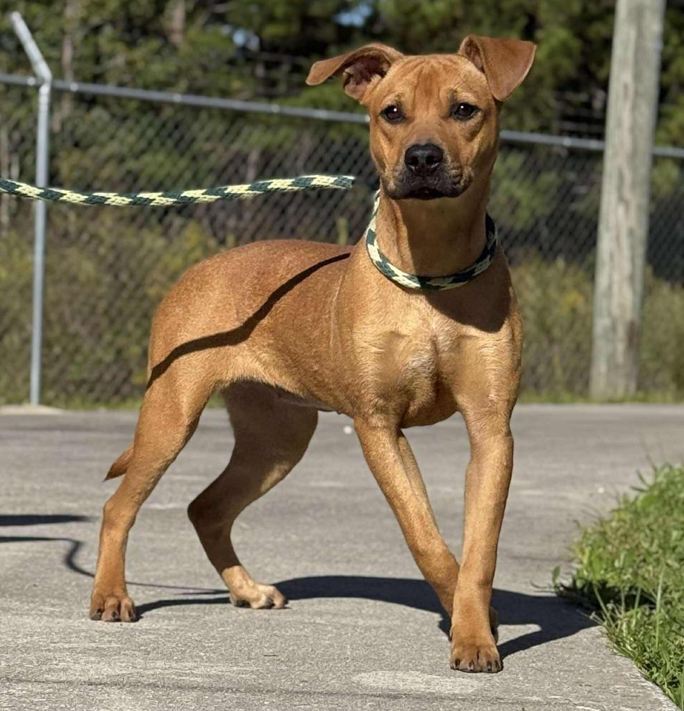 Enlarge Pepperoni, a Adoptable mixed breed in Kingsland, GA image 3/5