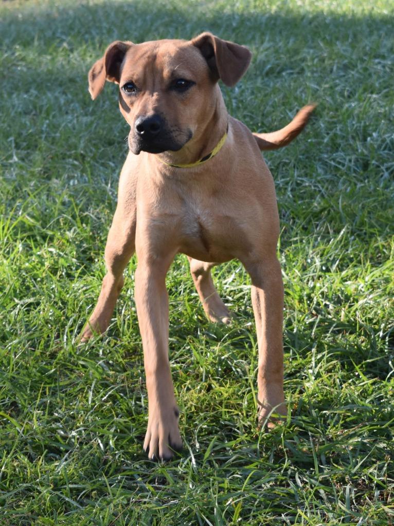 Enlarge Pepperoni, a Adoptable mixed breed in Kingsland, GA image 4/5