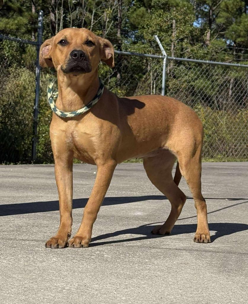 Enlarge Pepperoni, a Adoptable mixed breed in Kingsland, GA image 5/5