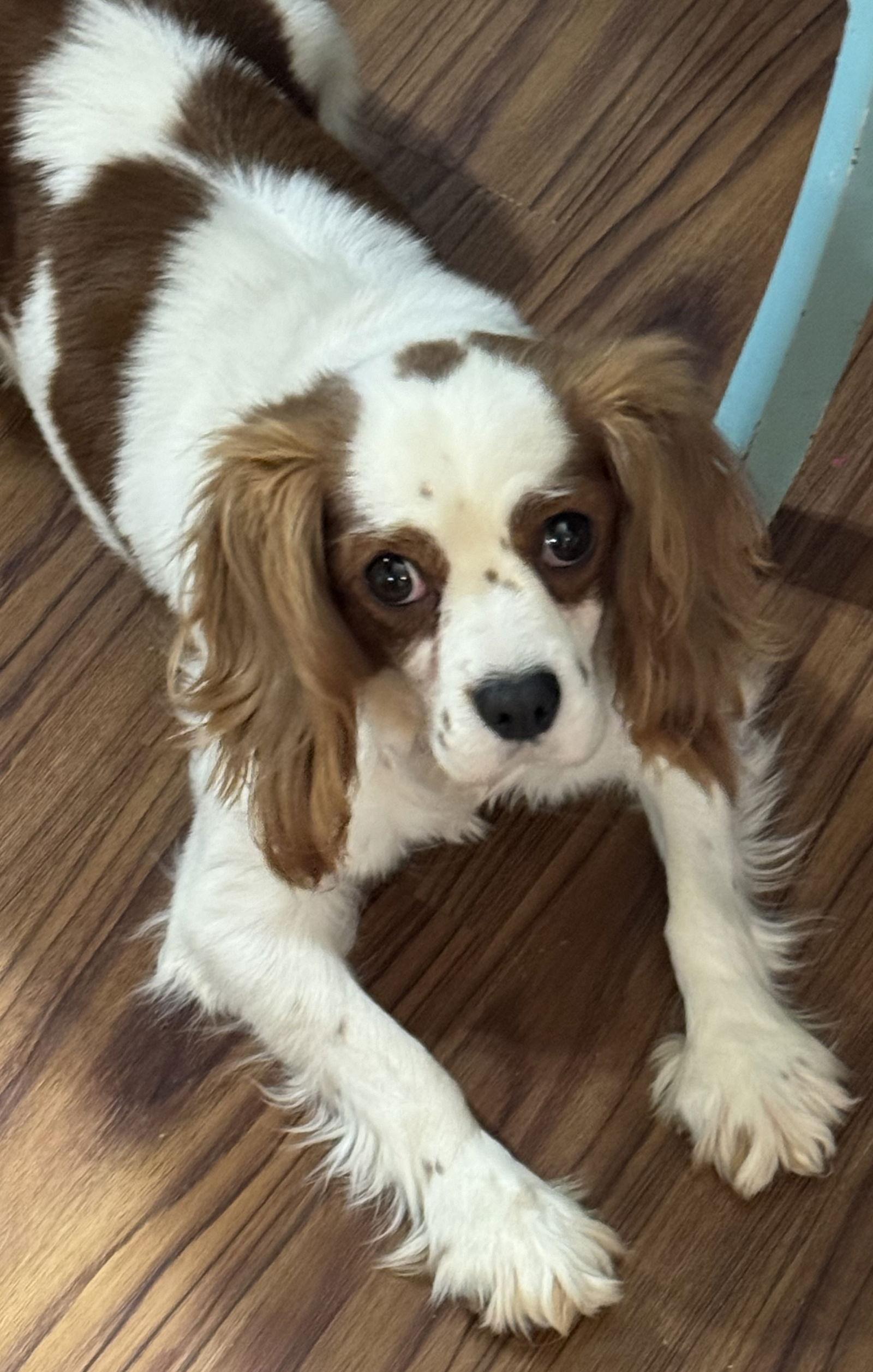 Enlarge Pebbles, a Adoptable Cavalier King Charles Spaniel in Sioux Falls, SD image 1/1
