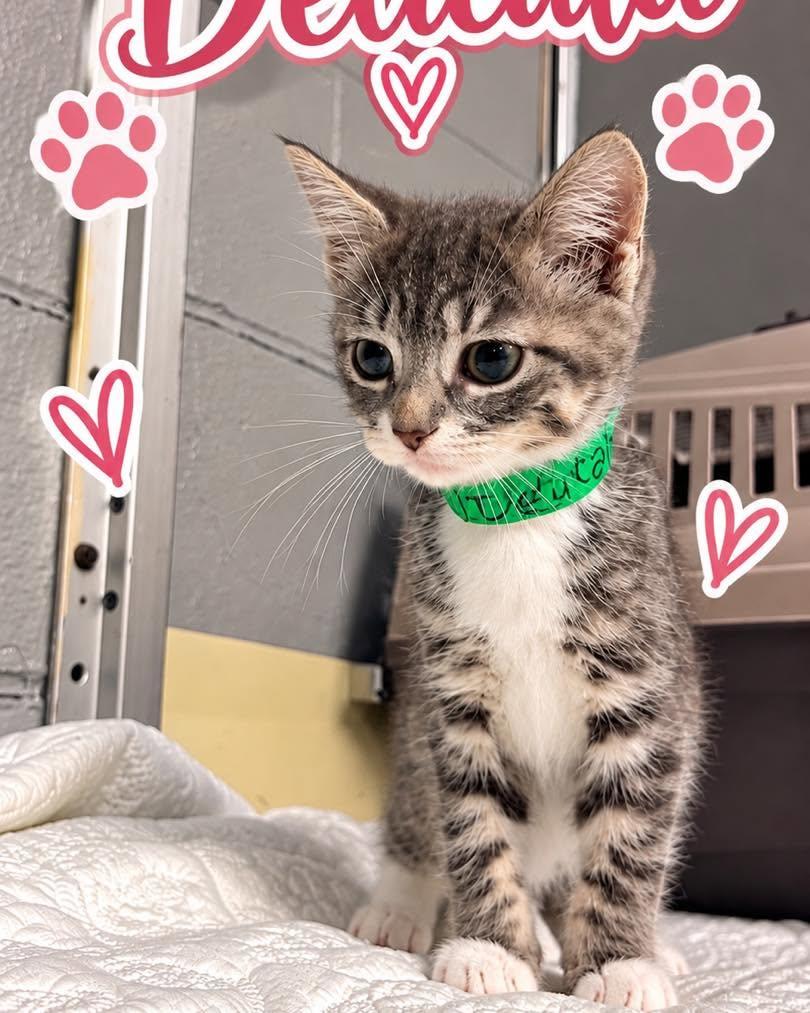 Enlarge Delicata, a Adoptable Domestic Short Hair in Rock Hill, NY image 1/1