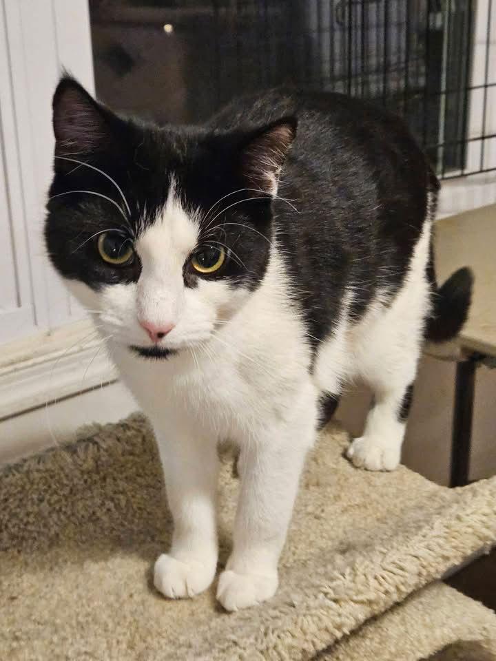 Enlarge Bayou, a Adoptable Domestic Short Hair in Penndel, PA image 1/3