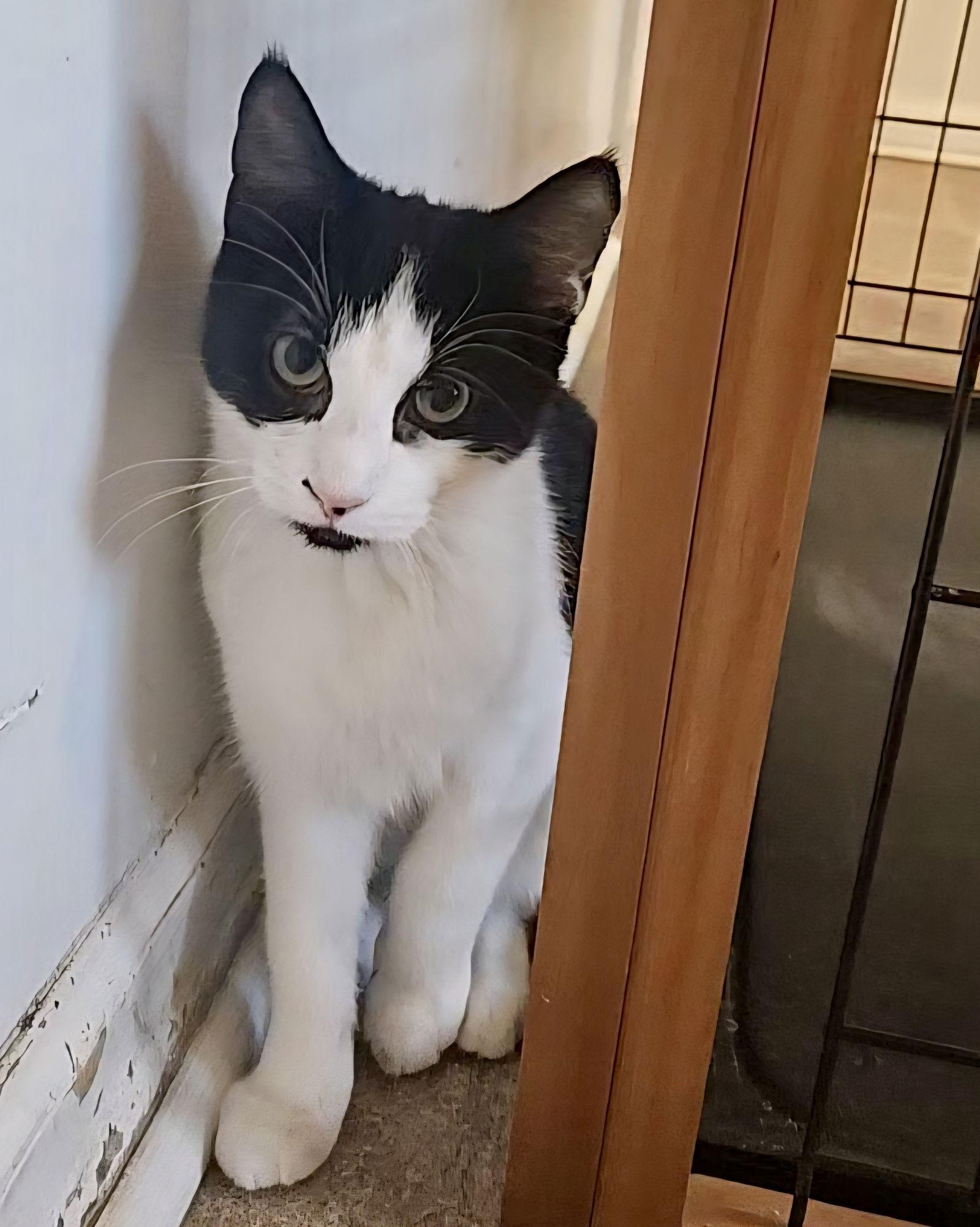 Bayou, Adoptable, Kitten Female Domestic Short Hair.