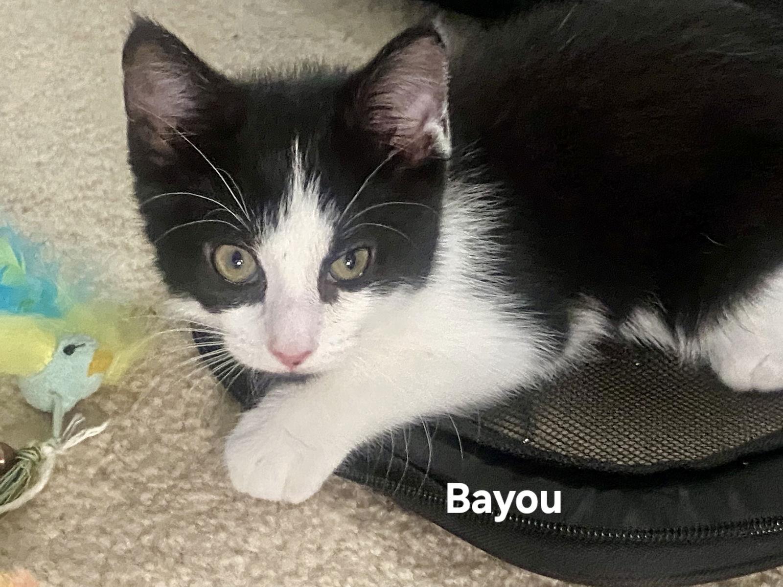 Bayou, a Adoptable Domestic Short Hair in Penndel, PA image 2/3