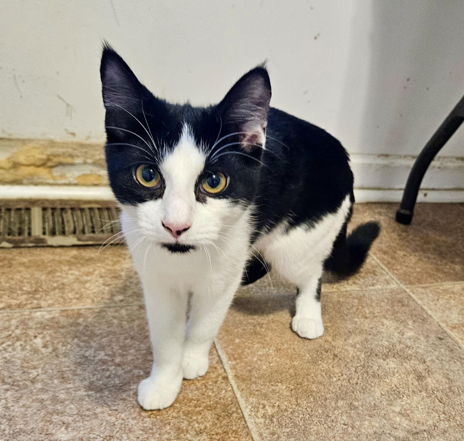 Bayou, a Adoptable Domestic Short Hair in Penndel, PA image 3/3