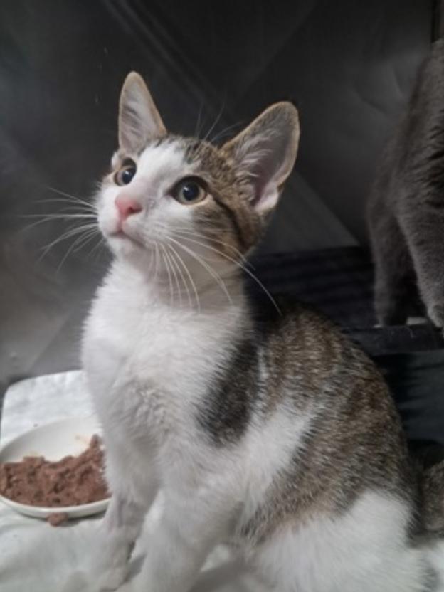 Bordeaux, ADOPTABLE, Young Male Domestic Short Hair.